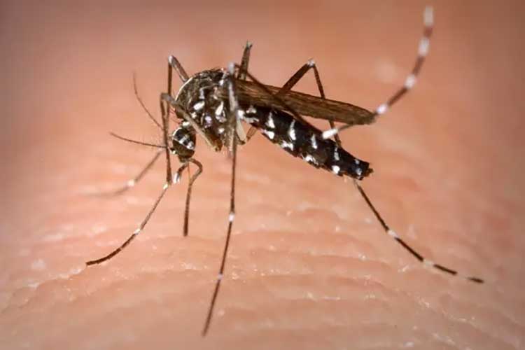 Bahia registra aumento de casos de dengue em 2022 e mortes cresceram 525%