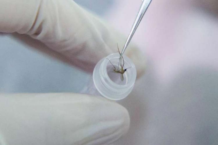 Nova linhagem do vírus da zika está circulando no Brasil, diz estudo