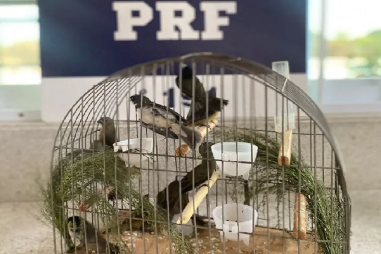 PRF resgata 24 aves silvestres durante fiscalização na BR-116 em Vitória da Conquista