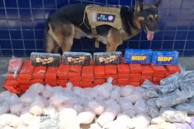 Polícia Militar encontra mais de 70 kg de drogas enterrados em área de mata em Nazaré