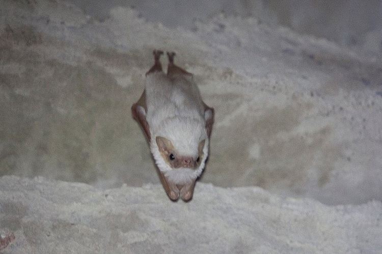 Morcego albino raro é descoberto em Ibicoara