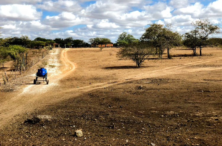 Animais bebem água salgada de açude para sobreviver à seca em Alagoas