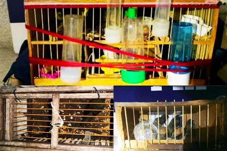 11 pássaros foram resgatados de aprisionamento ilegal dentro de ônibus em Vitória da Conquista