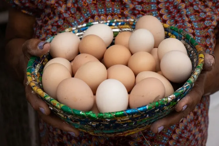 Estudantes de Guanambi criam chocadeira para aumentar eficiência da produção