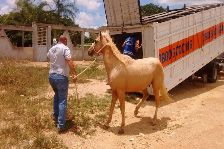 Sudoeste Baiano: PRE captura animais soltos às margens da BA-262