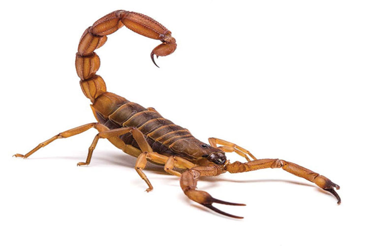 14 mil pessoas já se acidentaram com escorpiões na Bahia