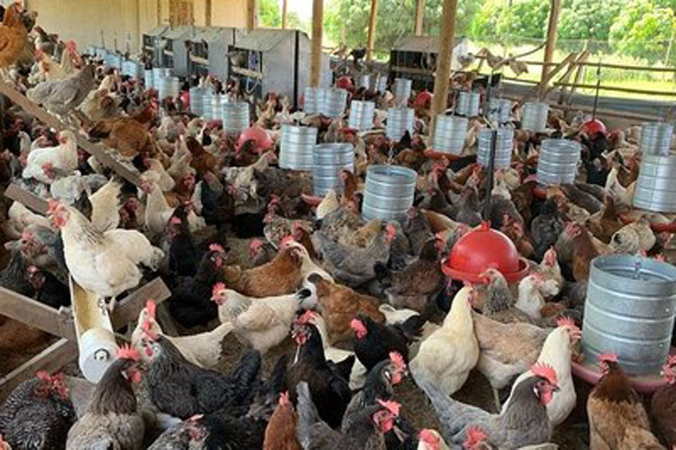 Criação de galinhas caipiras diversifica atividades em projeto de irrigação em Guanambi