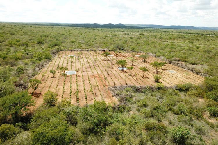 Polícia Civil incinera plantação de maconha avaliada em R$ 32 milhões em João Dourado