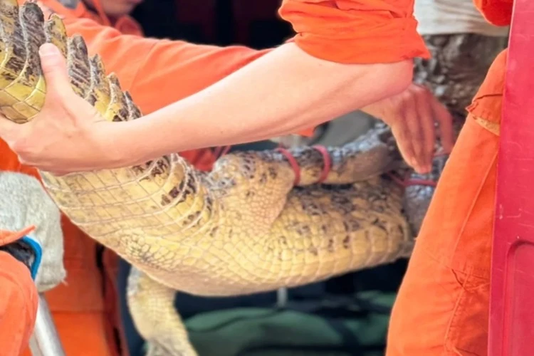 Jacaré encontrado na Lagoa de João Amaral é resgatado em Guanambi