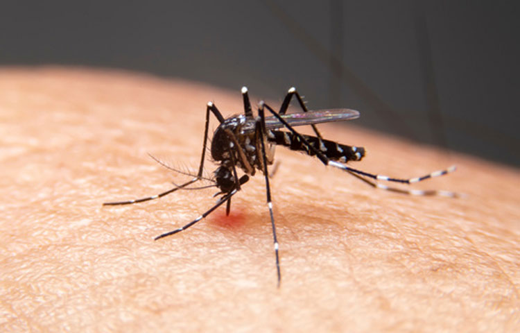 Casos de dengue aumentam mais de 150% em um ano no Brasil