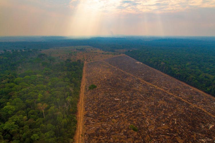 Desmatamento na Amazônia atinge maior área desde 2008, aponta Inpe