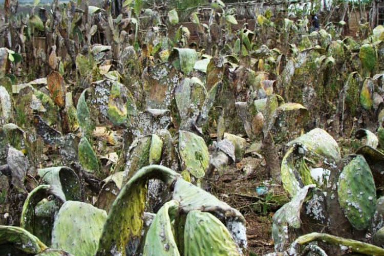 Adab constata focos de praga em palmaria no município de Batuporã