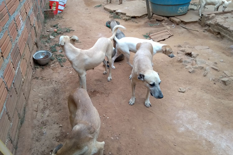 Brumado: Auau apela para adoção de cães e ajuda manter abrigos de recolhimento