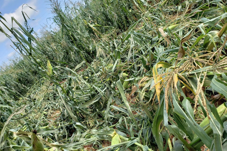 Caculé: Produção de hortaliças tem perda de 98% após chuva de granizo