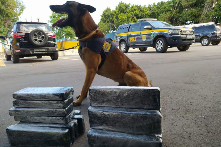 Cão farejador encontra drogas no interior de malas em Vitória da Conquista