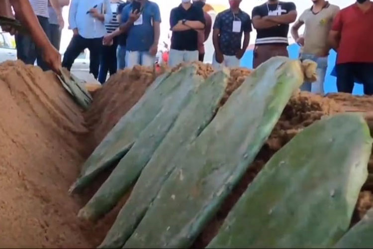 Mais de mil produtores do sudoeste baiano recebem capacitação sobre cultivo intensivo da Palma