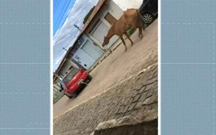 Motorista é flagrado arrastando cavalo amarrado a carro em Poções