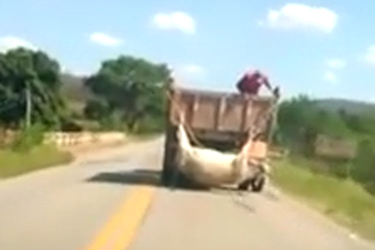 Vaca é pendurada por chifres e patas ao ser transportada em caminhão no interior da Bahia