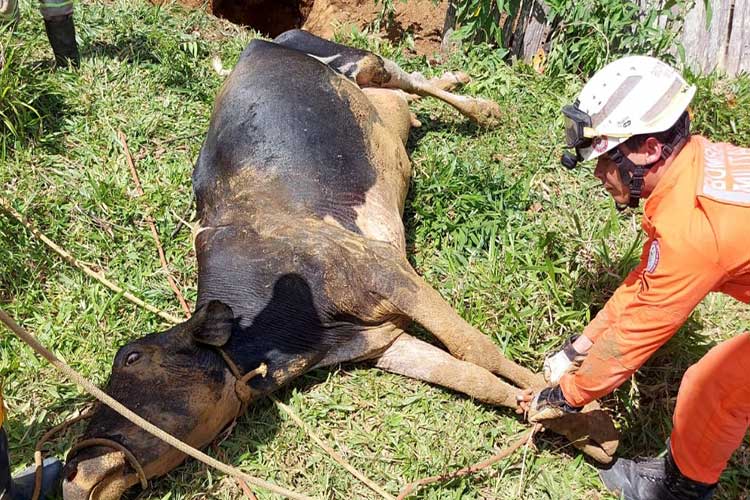 Vaca prenha é resgatada de fossa de 4 metros de profundidade em Vitória da Conquista