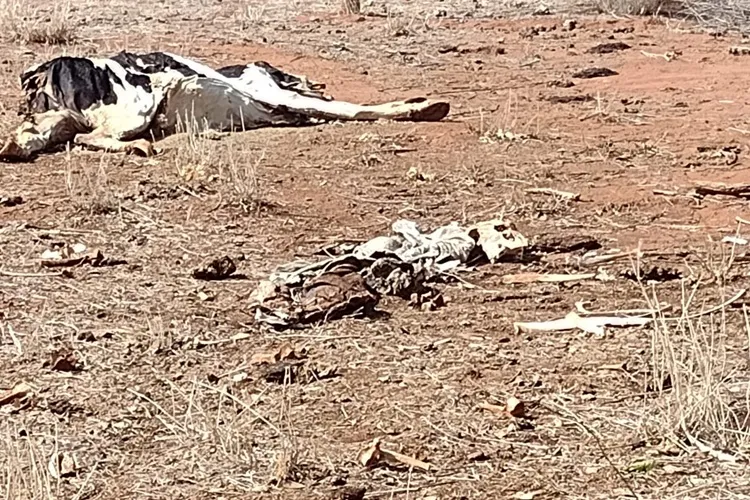 Secretário de agricultura descreve como crítico cenário da seca e cobra ações em Guanambi