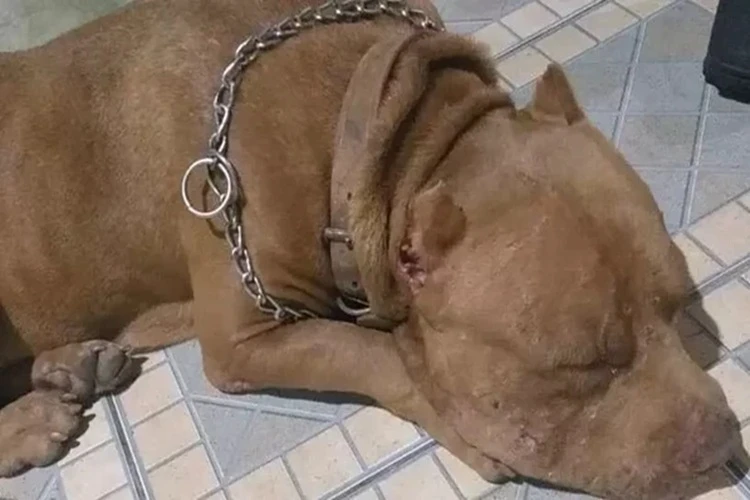 Usado por traficante, pitbull avança em policiais e é morto a tiros