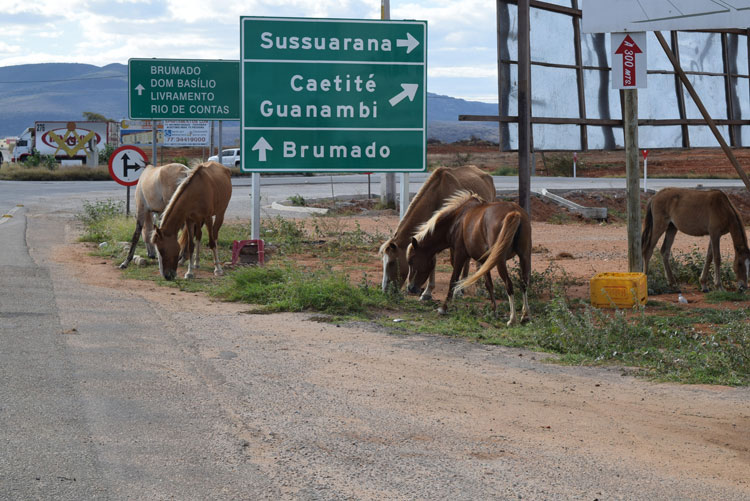 Animais soltos preocupam condutores nas rodovias de acesso a Brumado