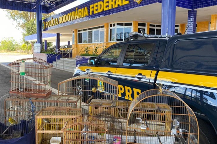 PRF resgata 14 aves silvestres mantidas em cativeiro irregularmente na cidade de Vitória da Conquista