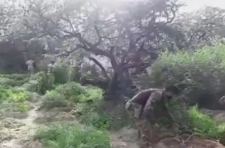 Operações policiais destroem oito mil pés de maconha no norte da Bahia