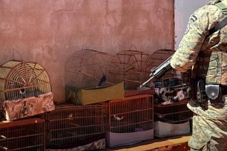 Polícia ambiental resgata 20 aves silvestres mantidas ilegalmente em Iraquara