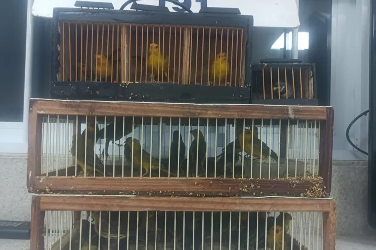 PRF resgata 54 pássaros silvestres das mãos de traficantes em Vitória da Conquista