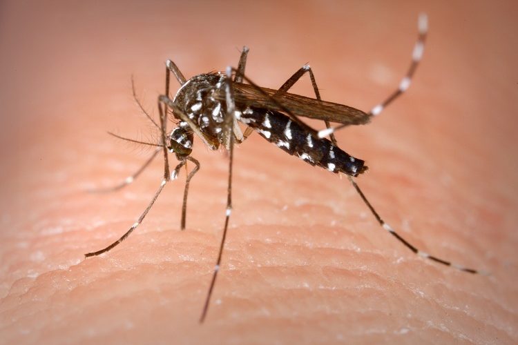 47% das cidades em alerta ou com risco de surto para doenças do Aedes