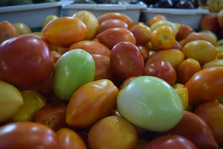 Baixa produção provoca aumento de 100% no valor do tomate em Brumado