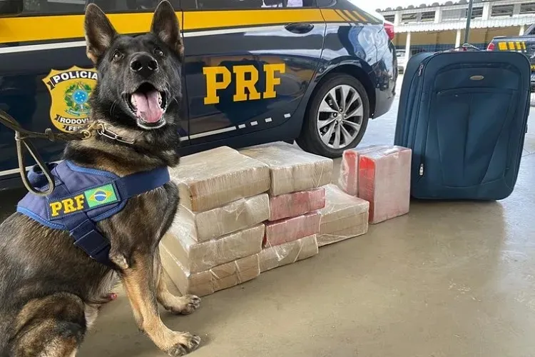 Cães policiais ajudaram a PRF a apreender quase uma tonelada de drogas no sudoeste da Bahia