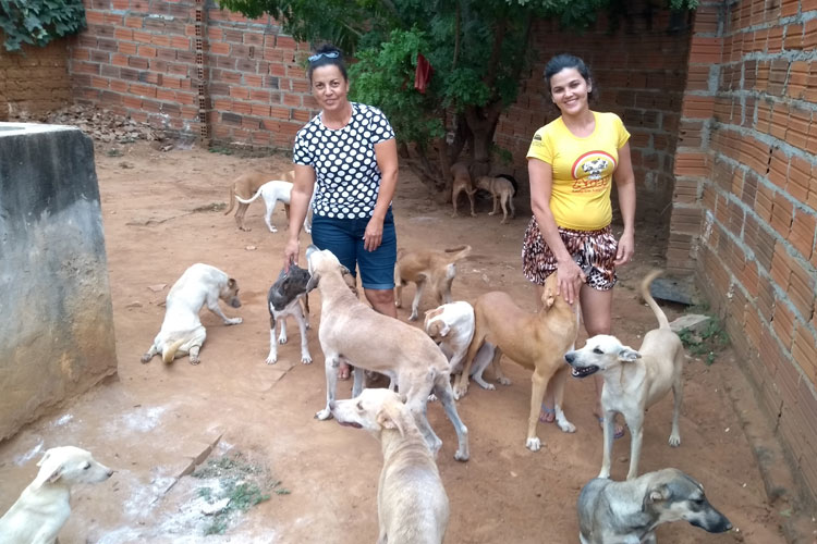 ONG cobra atenção do poder público e apoio da comunidade para atender cães recolhidos em Brumado