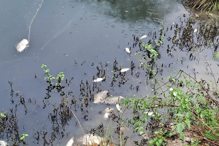 Embasa se posiciona sobre morte de peixes em lago particular na cidade de Guanambi