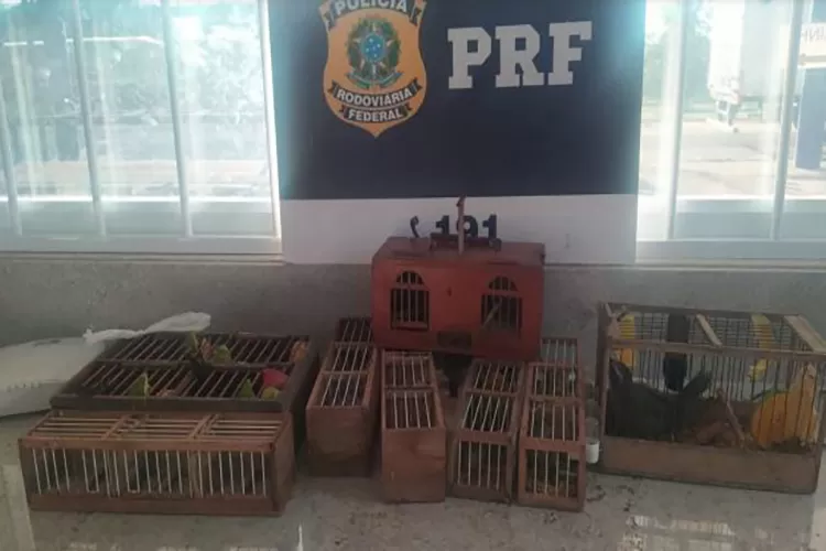 PRF resgata 14 aves silvestres dentro de ônibus na BR-116 em Vitória da Conquista