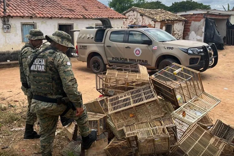 Polícia Ambiental resgata aves criadas em condições ilegais em Ibicoara