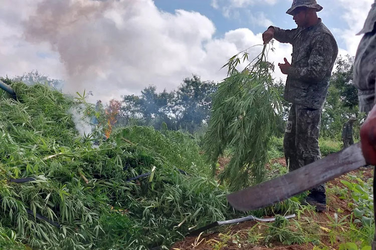 Abaré: Alunos do Bope destroem plantação com 16 mil pés de maconha