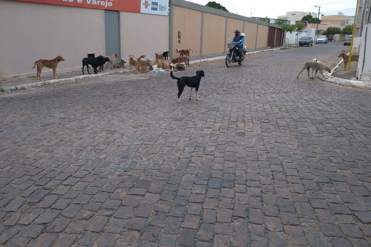 Motociclistas se sentem ameaçados com matilhas de cães errantes nas ruas de Brumado