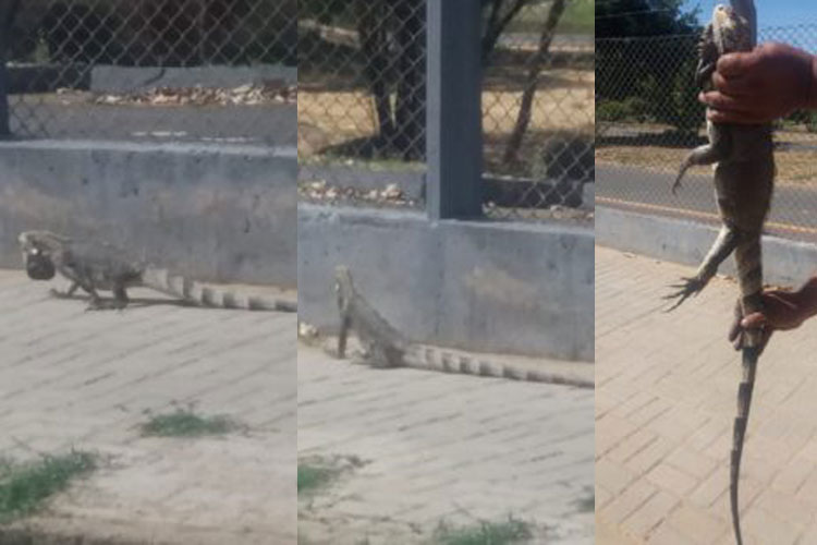 Iguana é resgatada em calçada no Parque da Cidade de Guanambi