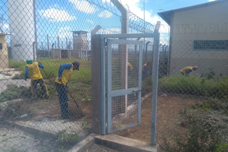 Cobras, bichos peçonhentos e até ramas de melancia são retirados durante limpeza do presídio de Brumado