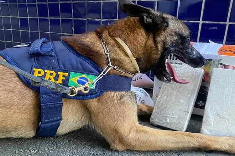 Vitória da Conquista: Cão farejador da PRF encontra cocaína em bagagens de ônibus