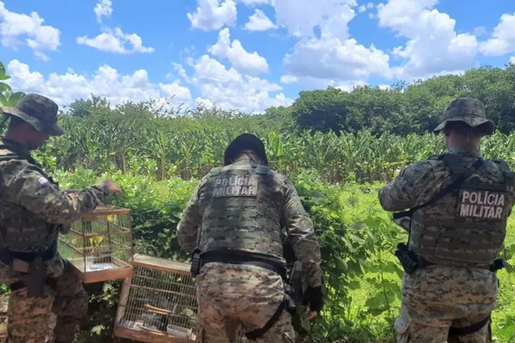 Rio do Pires: Cidadã entrega voluntariamente aves silvestres para a Polícia Ambiental