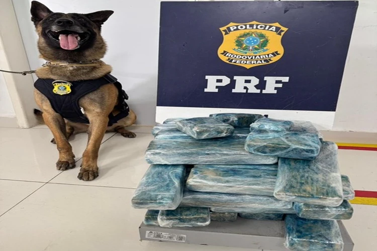 PRF apreende 26 kg de maconha durante abordagem a ônibus em Vitória da Conquista