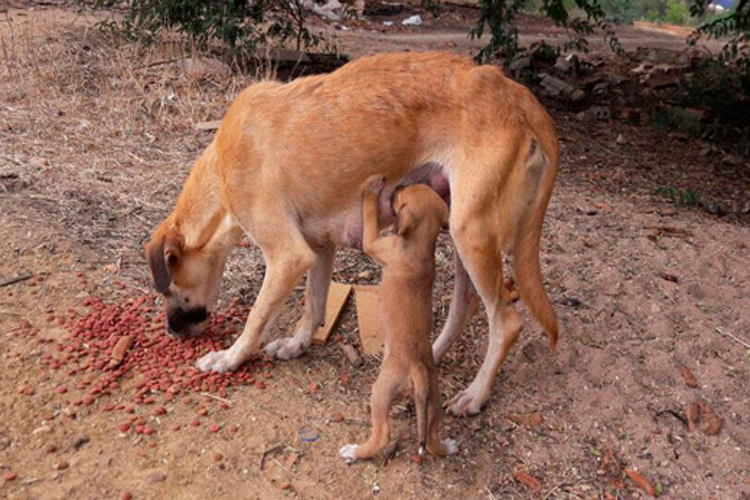 Prefeitura de Livramento ignora recomendação do MP e solta cães em risco