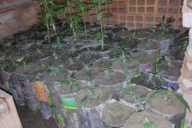 Homem de 29 anos é preso com plantação de mil pés de maconha dentro de casa em Caetité