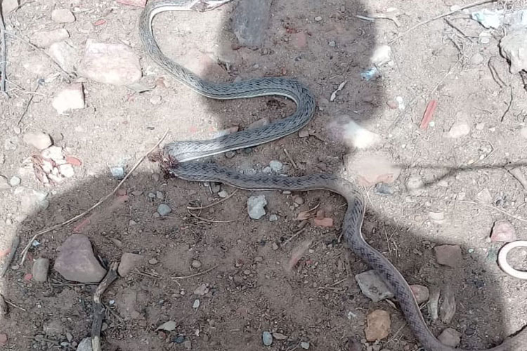 Brumado: Moradores encontram cobra e relatam sujeira no Bairro Malhada Branca