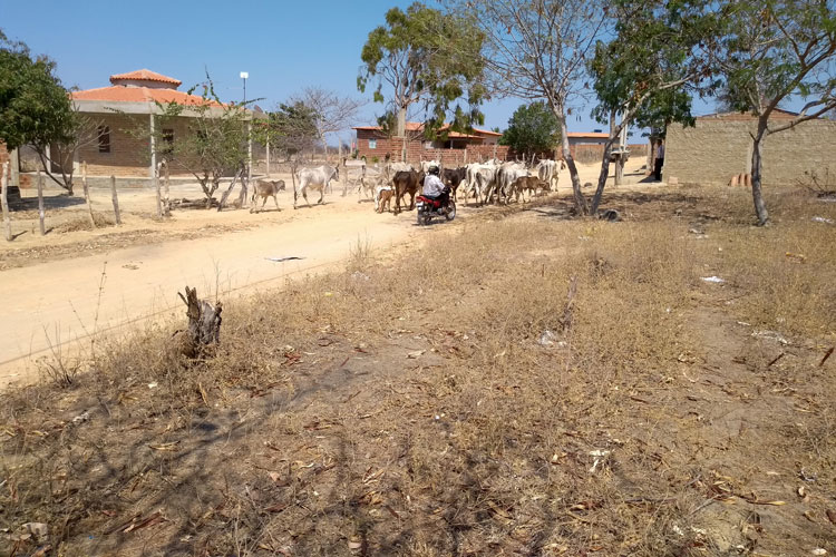 Seca castiga severamente a cidade de Guajeru