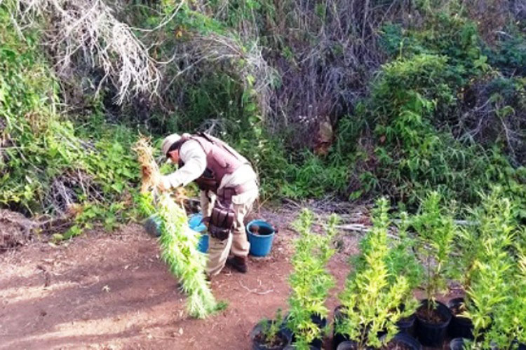 Polícia encontra plantação de maconha e três pessoas são presas em Ibicoara