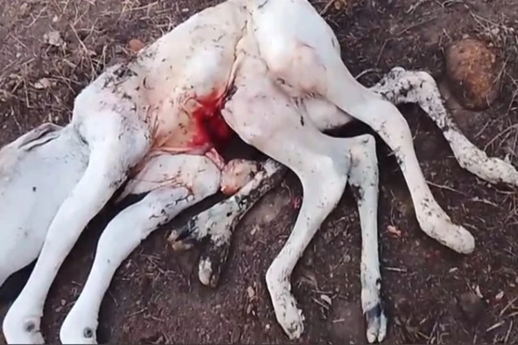 Vaca dá à luz a bezerro com oito patas e assusta camponeses em Palmas de Monte Alto